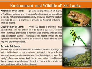 Environment and Wildlife of Sri Lanka
Biodiversity of Srilanka
Amphibians in Sri Lanka: Sri Lanka has one of the most rich diversity
of Amphibians, containing over 106 species of amphibians and has been claimed
to have the highest amphibian species density in the world though that has been
challenged. 52 species of amphibians in Sri Lanka are threatened, all but one of
which are endemic.
Dragonflies in Sri Lanka: Around 120 species of dragonflies have
been identified with more of them still to be described by science. Sri Lanka
which is famous for thousands of manmade lakes, enormous areas of paddy
fields and irrigation channels resembles a giant wetland complex. This has
significantly influenced the origination of abundance of habitat make the island
very good for dragonfly watchers.
Sri Lanka Rainforests:
Rainforest which covers sizable area of south-west of the island is amongst the
best for its bio diversity not only in south asia but throughout the globe. For this
reason Sri Lanka is placed amongst the world‟s bio diversity hyper hot spots. The
country‟s relative small size and location as an island makes it one of the most
diverse geography and climate conditions. It is possible to be in a rainforest
and a beach shore within a few hours distance.
Frog
Dragonfly
Rainforests
 