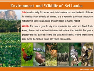 Environment and Wildlife of Sri Lanka
Yala National Park
Yala is undoubtedly Sri Lanka‟s most visited national park and the best in Sri lanka
for viewing a wide diversity of animals. It is a wonderful place with spectrum of
habitats from scrub jungle, lakes, brackish lagoon to riverine habitat.
Wildlife The park is good for dry zone specialists like Indian and Great Thick-
knees, Sirkeer and blue-faced Malkohas and Malabar Pied Hornbill. The park is
probably the best place to see the rare Black-neeked strok. A day‟s birding in the
park, during the northern winter, can yield a 100 speices..
 