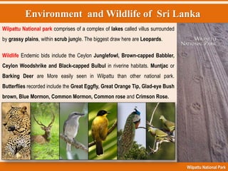 Environment and Wildlife of Sri Lanka
Wilpattu National Park
Wilpattu National park comprises of a complex of lakes called villus surrounded
by grassy plains, within scrub jungle. The biggest draw here are Leopards.
Wildlife Endemic bids include the Ceylon Junglefowl, Brown-capped Babbler,
Ceylon Woodshrike and Black-capped Bulbul in riverine habitats. Muntjac or
Barking Deer are More easily seen in Wilpattu than other national park.
Butterflies recorded include the Great Eggfly, Great Orange Tip, Glad-eye Bush
brown, Blue Mormon, Common Mormon, Common rose and Crimson Rose.
 