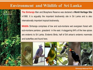 Environment and Wildlife of Sri Lanka
Sinharaja National Park
The Sinharaja Man and Biosphere Reserve was declared a World Heritage Site
in1988. It is arguably the important biodiversity site in Sri Lanka and is also
internationally important tropical biodiversity.
Wildlife Sinharaja comprises of low and sub-montane wet evergreen forest with
sub-montane pantana grassland in the east. A staggering 64% of the tree spices
are endemic to Sri Lanka. Endemic Birds, half of Sril ankan‟s endemic mammals
and butterflies and found here.
 