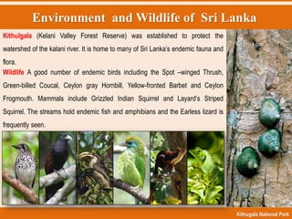 Environment and Wildlife of Sri Lanka
Kithugala National Park
Kithulgala (Kelani Valley Forest Reserve) was established to protect the
watershed of the kalani river. It is home to many of Sri Lanka‟s endemic fauna and
flora.
Wildlife A good number of endemic birds including the Spot –winged Thrush,
Green-billed Coucal, Ceylon gray Hornbill, Yellow-fronted Barbet and Ceylon
Frogmouth. Mammals include Grizzled Indian Squirrel and Layard‟s Striped
Squirrel. The streams hold endemic fish and amphibians and the Earless lizard is
frequently seen.
 
