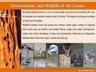 Environment and Wildlife of Sri Lanka
Bundala National Park
Bundala National park is a mix of scrub jungle and sand duns bordering the sea.
Its beaches are important nesting sites for turtles. The lagoons hold good numbers
of birds and crocodiles.
Wildlife Endemic birds and during the northern winter large number of migrants
birds arrive such as Golden and kentish Plover, Large and Lesser Sandplovers,
march and Curlew Sandipper, Curlew and Greenshank. Mammals are Elepahant,
Spotted Deer, Hanuman langur, Jackal and wild pig.
 