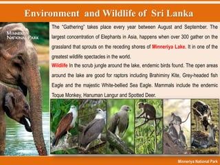 Environment and Wildlife of Sri Lanka
Minneriya National Park
The “Gathering” takes place every year between August and September. The
largest concentration of Elephants in Asia, happens when over 300 gather on the
grassland that sprouts on the receding shores of Minneriya Lake. It in one of the
greatest wildlife spectacles in the world.
Wildlife In the scrub jungle around the lake, endemic birds found. The open areas
around the lake are good for raptors including Brahiminy Kite, Grey-headed fish
Eagle and the majestic White-bellied Sea Eagle. Mammals include the endemic
Toque Monkey, Hanuman Langur and Spotted Deer.
 