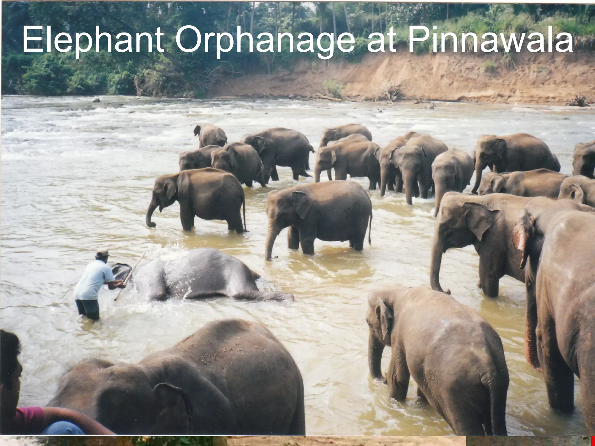 Elephant Orphanage at Pinnawala
 