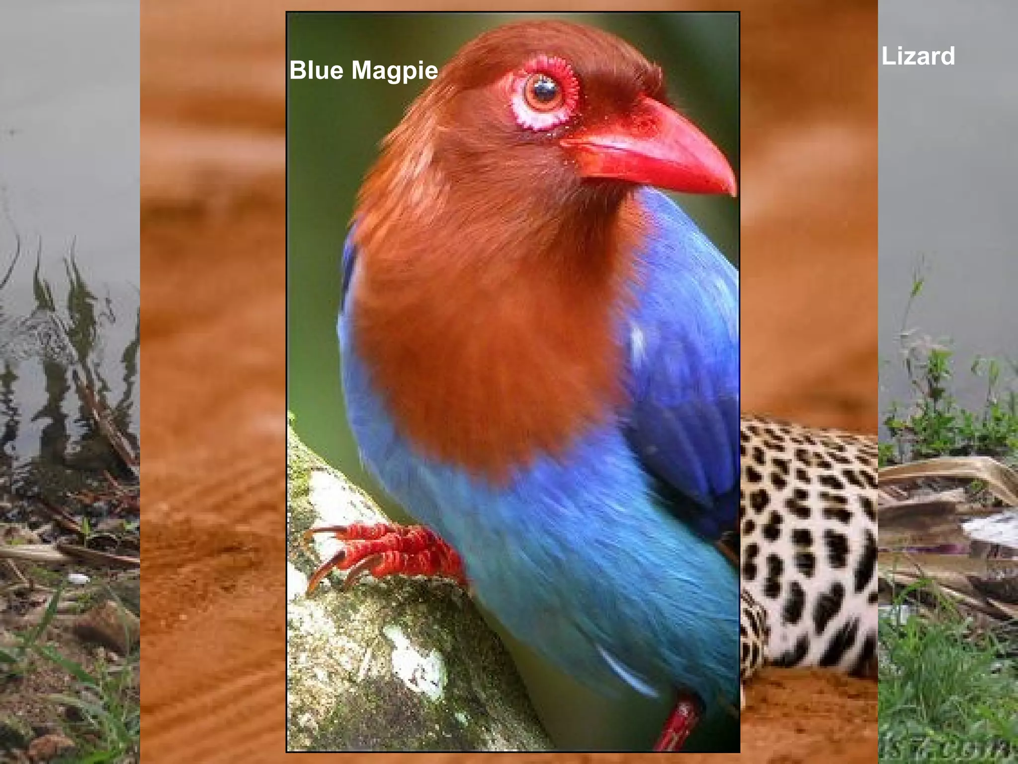 Asian Elephant
Plum Headed Parakeet
Star Tortoise
Crocodiles
Sri Lanka Frog Mouth
Monkeys
Painted Stork
Wild PeacockSloth Bear
ParrotsMonitor Lizard
Blue Magpie
 