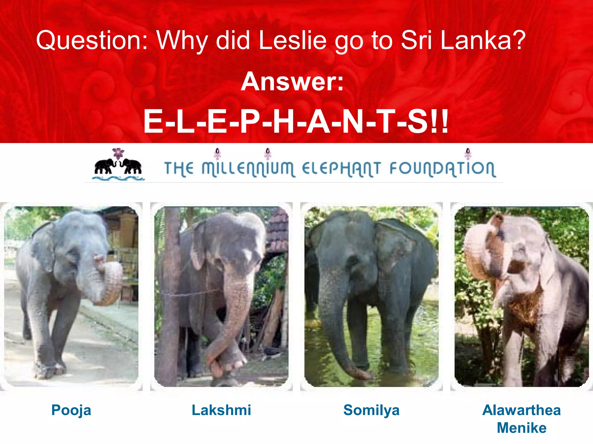 Question: Why did Leslie go to Sri Lanka?
Answer:
E-L-E-P-H-A-N-T-S!!
Pooja Lakshmi Somilya Alawarthea
Menike
 