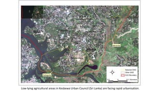 Low-lying agricultural areas in Kesbewa Urban Council (Sri Lanka) are facing rapid urbanisation.
 