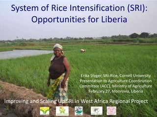 System of Rice Intensification (SRI):
Opportunities for Liberia

Erika Styger, SRI-Rice, Cornell University
Presentation to Agriculture Coordination
Committee (ACC), Ministry of Agriculture
February 27, Monrovia, Liberia

Improving and Scaling Up SRI in West Africa Regional Project

 