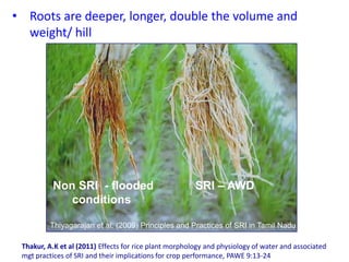 • Roots are deeper, longer, double the volume and
weight/ hill

Non SRI - flooded
conditions

SRI – AWD

Thiyagarajan et a...
