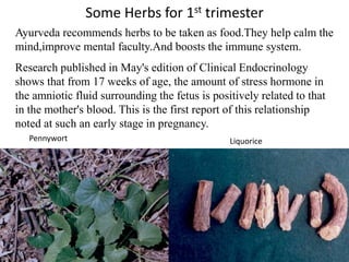 Some Herbs for 1st trimester
Ayurveda recommends herbs to be taken as food.They help calm the
mind,improve mental faculty.And boosts the immune system.
Research published in May's edition of Clinical Endocrinology
shows that from 17 weeks of age, the amount of stress hormone in
the amniotic fluid surrounding the fetus is positively related to that
in the mother's blood. This is the first report of this relationship
noted at such an early stage in pregnancy.
Pennywort Liquorice
 
