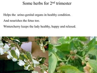 Some herbs for 2nd trimester
Helps the urino-genital organs in healthy condition.
And nourishes the fetus too.
Wintercherry keeps the lady healthy, happy and relaxed.
 