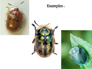 SSNAIK COLEOPTERA ORDER THE BIGGEST ORDER | PPTX