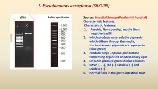 5. Pseudomonas aeruginosa (SRKU99)
Source: Hospital Sewage (Prashanthi hospital)
Characteristic features:
Characteristic features:
1. Aerobic, Non sporeing , motile Gram
negative bacilli
2. which produce water soluble pigments
which diffuse through the media,
the best-known pigments are pyocyanin
(blue green)
3. Produce large , opaque ,non lactose
fermenting organisms on MecConkey agar
4. On NAM produce greenish blue colonies
5. IMVP (- - -), H2S (+) Catalase (+) and
Oxidase (+)
6. Normal flora in the gastro intestinal tract
 