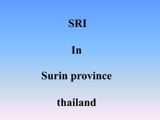 SRI
In
Surin province
thailand
 