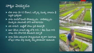 Sri paddy (telugu) | PDF