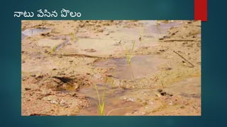 Sri paddy (telugu) | PDF