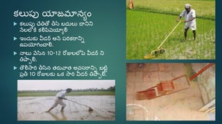 Sri paddy (telugu) | PDF