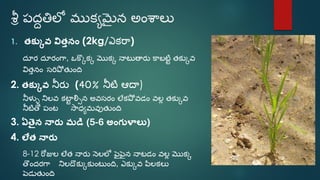Sri paddy (telugu) | PDF