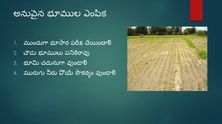 Sri paddy (telugu) | PDF