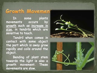 Control of coordination in Plants and animals | PPTX