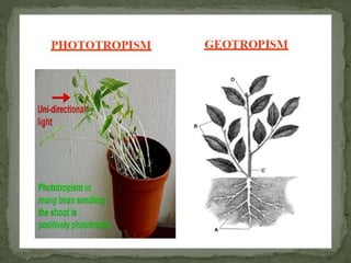Control of coordination in Plants and animals | PPTX