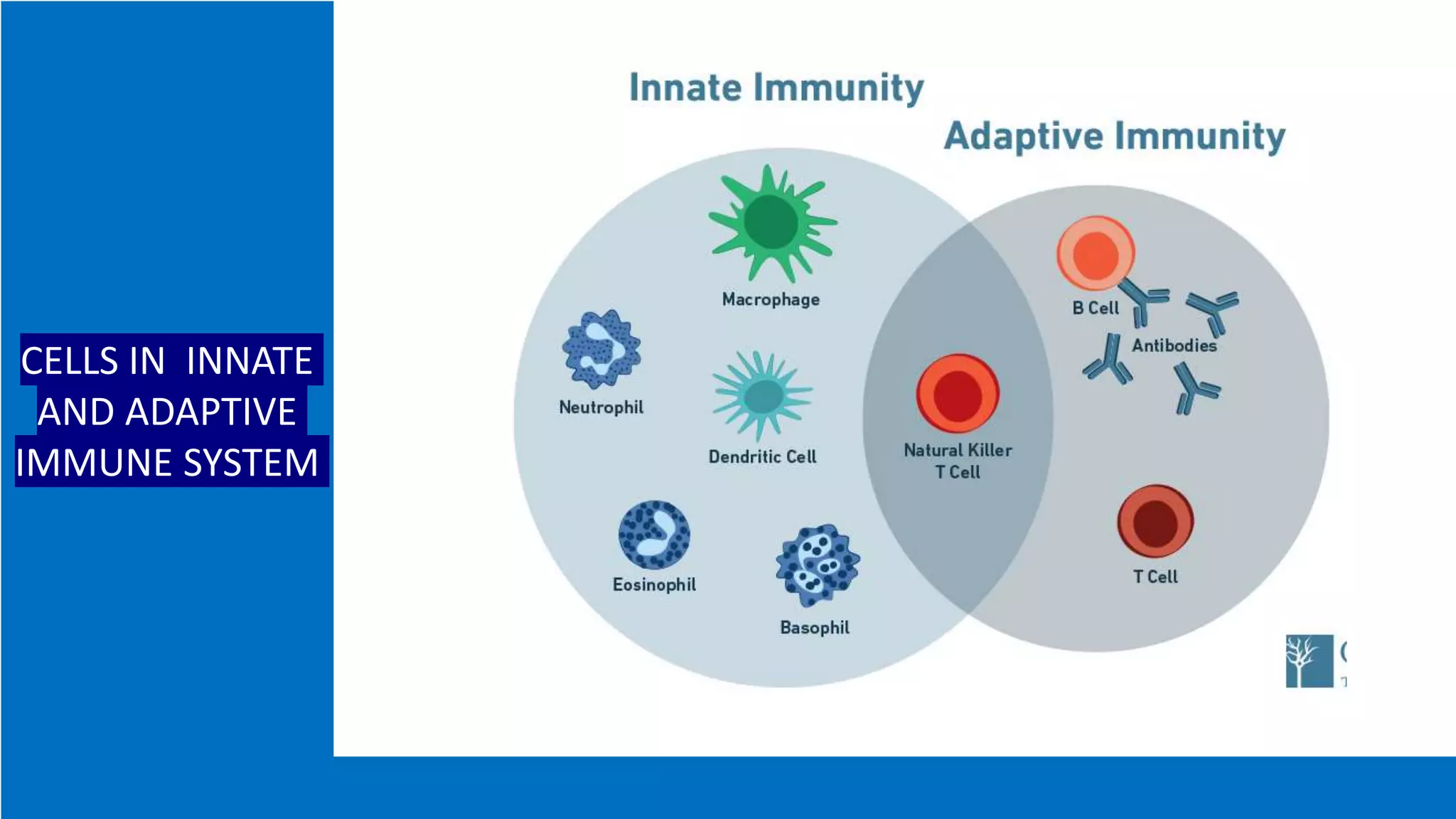 Types Of Innate Immunity Immunity and its types | PPTX