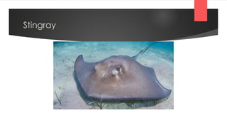 Stingray
 