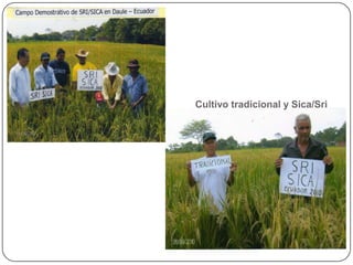 1173 Sistema intensificado de cultivo de arroz experiencias y vivencias de Ecuador
