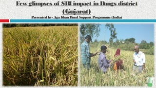 Few glimpses of SRI impact in Dangs district

(Gujarat)

Presented by- Aga Khan Rural Support Programme (India)

 