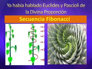 La espiral logarítmicaLa Proporción Aurea     El Vitrubio