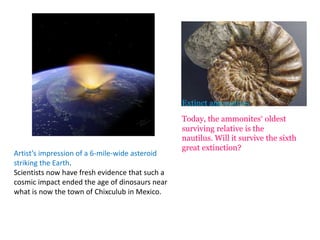 Artist’s impression of a 6-mile-wide asteroid
striking the Earth.
Scientists now have fresh evidence that such a
cosmic impact ended the age of dinosaurs near
what is now the town of Chixculub in Mexico.
Extinct ammonites.
Today, the ammonites’ oldest
surviving relative is the
nautilus. Will it survive the sixth
great extinction?
 