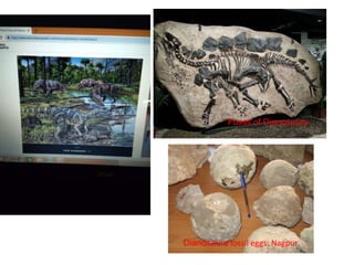 Dianosaurs fossil eggs: Nagpur
Fossil of Dianosaurs
 