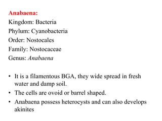 Anabaena:
Kingdom: Bacteria
Phylum: Cyanobacteria
Order: Nostocales
Family: Nostocaceae
Genus: Anabaena
• It is a filamentous BGA, they wide spread in fresh
water and damp soil.
• The cells are ovoid or barrel shaped.
• Anabaena possess heterocysts and can also develops
akinites
 