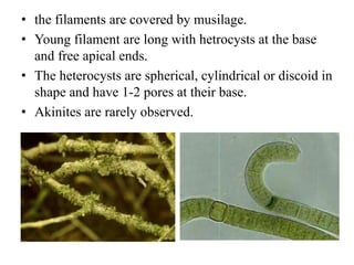 • the filaments are covered by musilage.
• Young filament are long with hetrocysts at the base
and free apical ends.
• The heterocysts are spherical, cylindrical or discoid in
shape and have 1-2 pores at their base.
• Akinites are rarely observed.
 