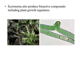 • Scytonema also produce bioactive compounds
including plant growth regulators.
 