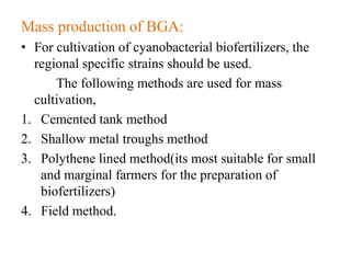 Mass production of BGA:
• For cultivation of cyanobacterial biofertilizers, the
regional specific strains should be used.
The following methods are used for mass
cultivation,
1. Cemented tank method
2. Shallow metal troughs method
3. Polythene lined method(its most suitable for small
and marginal farmers for the preparation of
biofertilizers)
4. Field method.
 