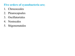 Five orders of cyanobacteria are;
1. Chrococcales
2. Pleurocapsales
3. Oscillatoriales
4. Nostocales
5. Stigonematales
 