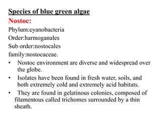Species of blue green algae
Nostoc:
Phylum:cyanobacteria
Order:harmoganales
Sub order:nostocales
family:nostocaceae.
• Nostoc environment are diverse and widespread over
the globe.
• Isolates have been found in fresh water, soils, and
both extremely cold and extremely acid habitats.
• They are found in gelatinous colonies, composed of
filamentous called trichomes surrounded by a thin
sheath.
 