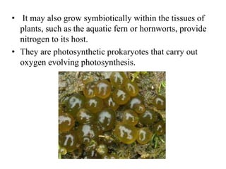• It may also grow symbiotically within the tissues of
plants, such as the aquatic fern or hornworts, provide
nitrogen to its host.
• They are photosynthetic prokaryotes that carry out
oxygen evolving photosynthesis.
 