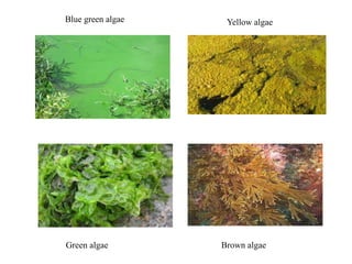 Blue green algae Yellow algae
Green algae Brown algae
 