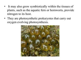 • It may also grow symbiotically within the tissues of
plants, such as the aquatic fern or hornworts, provide
nitrogen to ...