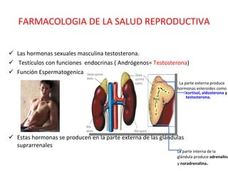 FARMACOLOGIA DE LA SALUD REPRODUCTIVA Las hormonas sexuales masculina testosterona.    Testículos con funciones  endocrinas ( Andrógenos=  Testosterona ) Función Espermatogenica Estas hormonas se producen en la parte externa de las glándulas suprarrenales La parte externa produce hormonas esteroides como  cortisol ,  aldosterona  y  testosterona . La parte interna de la  glándula produce  adrenalina   y  noradrenalina . 