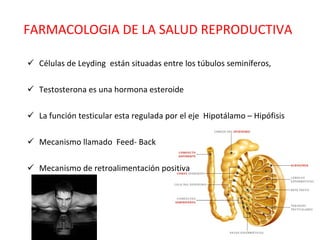 FARMACOLOGIA DE LA SALUD REPRODUCTIVA Células de Leyding  están situadas entre los túbulos seminíferos,  Testosterona es una hormona esteroide  La función testicular esta regulada por el eje  Hipotálamo – Hipófisis Mecanismo llamado  Feed- Back  Mecanismo de retroalimentación positiva 