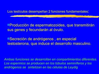 Los testículos desempeñan 2 funciones fundamentales : Producción de espermatozoides, que transmitirán sus genes y fecundarán al óvulo. Secreción de andrógenos , en especial testosterona, que induce el desarrollo masculino. Ambas funciones se desarrollan en compartimientos diferentes. Los espermios se producen en los túbulos seminíferos y los andrógenos se  sintetizan en las células de Leydig 