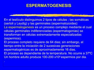 ESPERMATOGENESIS En el testículo distinguimos 2 tipos de células ; las somáticas (sertoli y Leydig) y las germinales (espermatozoides) La espermatogenesis  es un proceso complejo mediante el cual células germinales indiferenciadas (espermatogonias) se transforman en células extremadamente especializadas (espermios). El proceso completo requiere de 64 dias; sin embargo, el tiempo entre la iniciación de 2 sucesivas generaciones espermatogénicas es de aproximadamente 16 dias. El proceso es dependiente de la temperatura. No ocurre a 37ºC Un hombre adulto produce 100-200 x10 6  espermios por dia. . 