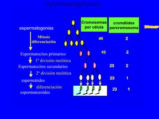 Cromosomas  por célula cromátides  porcromosoma espermatogonias Mitosis diferenciación Espermatocitos primarios Espermatocitos secundarios espermátides espermatozoides diferenciación 1º división meiótica 2º división meiótica espermatogénesis 