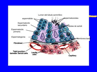 Células de sertoli espermatozoides Lumen del túbulo seminífero espermátide Espermatocito secundario Espermatocito primario Espermatogonia Membrana basal 