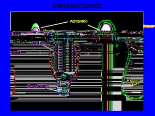 ESPERMATOZOIDE 
