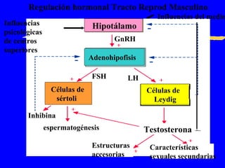 Regulación hormonal Tracto Reprod Masculino Adenohipofisis Células de sértoli Células de  Leydig Estructuras accesorias Características sexuales secundarias Testosterona Inhibina espermatogénesis FSH LH Hipotálamo GnRH Influencias psicológicas de centros superiores Influencias del medio 