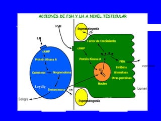 LH FSH espermios sertoli Leydig 